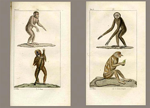 Primates - Histoire naturelle de Buffon